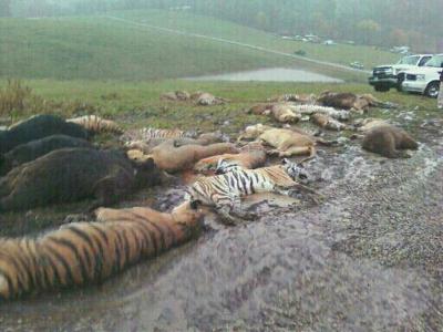 Прикрепленное изображение: 1010538_10201440569991594_1797268847_n.jpg